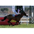 Carrera: P.Paula Elizalde | Caballo: Larmour | Monta: Srta Balcones T M