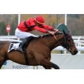 Carrera: P.Casualidad | Caballo: Spanish Colt | Monta: R.Sousa
