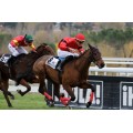 Carrera: P.Casualidad | Caballo: Spanish Colt | Monta: R.Sousa