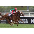 Carrera: P.Teresa | Caballo: Hardpia | Monta: R.Sousa