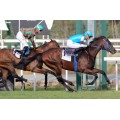 Carrera: P.Dual Sea | Caballo: Rumbo | Monta: J.Gelabert