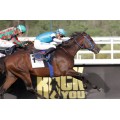 Carrera: P.Dual Sea | Caballo: Rumbo | Monta: J.Gelabert