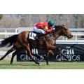 Carrera: P.Kalawelsh | Caballo: Adaaylight Dancer