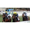 Carrera: P.Fernando Savater | Caballo: Witiza | Monta: J.Gelabert
