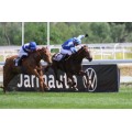 Carrera: P.Comunidad de Madrid | Caballo: Swiftway | Monta: G. Guedj