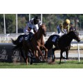 Carrera: P.Carlos Arniches | Caballo: White Bay | Monta: V.Janacek