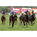Carrera: P.Rubán | Caballo: Vicious Harry | Monta: R.Sousa