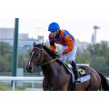 Carrera: P.Karluv Most | Caballo: Maamur