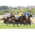 Carrera: P.Gran Hipódromo de Andalucia | Caballo: Irish Breath | Monta: B.Estupiñán