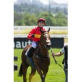Carrera: P.San Isidro | Caballo: Noisy Night | Monta: A.Werle