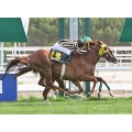Carrera: P.Loto Turf-QUINAULT | Caballo: Alfred