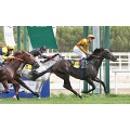 Carrera: P.YOUNG TIGER | Caballo: Ariete Arrollador | Monta: V.Janacek