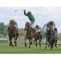 Carrera: Oaks | Caballo: Golding Star | Monta: B.Fayos