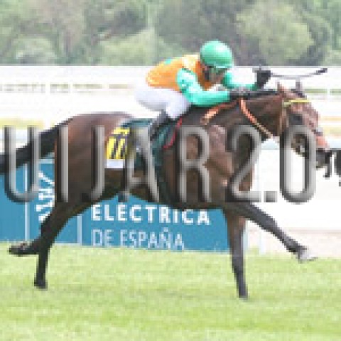 Premier Galop