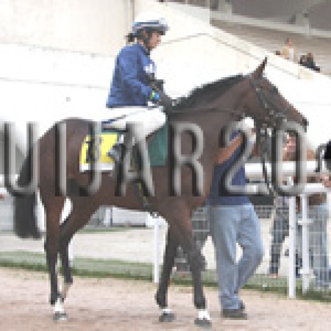 Spanish Rumbita (IRE)