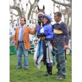 Carrera: P.Eurostars | Caballo: El Mago