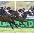 Carrera: P.Loto Turf | Caballo: Harasueva | Monta: S.Martín
