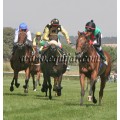Carrera: P.Loto Turf | Caballo: Jade