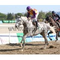 Carrera: P.Loto Turf | Caballo: Meneusekal | Monta: J.L.Borrego