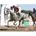 Carrera: P.Loto Turf | Caballo: Meneusekal | Monta: J.L.Borrego