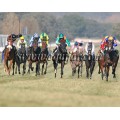 Carrera: P.Villamejor | Caballo: Girofolo | Monta: M.Borrego