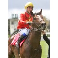 Carrera: P.Loto Turf | Caballo: Sliploge