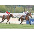 Carrera: P.Eurostars H. | Caballo: Hisriqua | Monta: G.Madero
