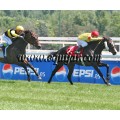 Carrera: P.Loto Turf | Caballo: Firewall | Monta: B.Fayos