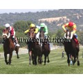 Carrera: P.Loto Turf | Caballo: Firewall | Monta: B.Fayos