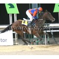 Carrera: P.IG Markets | Caballo: Safayn Dancer