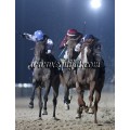 Carrera: P.Loto Turf | Caballo: Alodio | Monta: R.H.Huayas