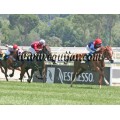 Carrera: G.P.de Madrid | Caballo: Bannaby | Monta: J.Grosjean