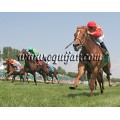 Carrera: P.Loto Turf | Caballo: Principe de Viana | Monta: F.Jiménez A.