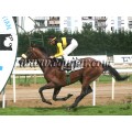 Carrera: P.Hipodromoa Turf | Caballo: Mr.Palmero | Monta: F.Jiménez A.