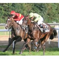 Carrera: P.Loto Turf | Caballo: Sweet Alabama