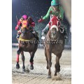 Carrera: P.Winchester | Caballo: Camargues | Monta: C.Cazalis