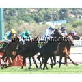 Carrera: P.Loto Turf | Caballo: Langston Boy | Monta: N.García