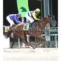 Carrera: P.Loto Turf | Caballo: Don Cattivo