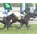 Carrera: P.Habtancum | Caballo: Flying Blue | Monta: A.A.Gallardo