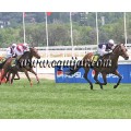 Carrera: P.Loto Turf | Caballo: Watzmann | Monta: J.Horcajada