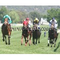 Carrera: P.Nespreso | Caballo: Melide | Monta: B.Moreno