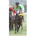 Carrera: P.Loto Turf | Caballo: Bolas Nuevas | Monta: A.A.Gallardo