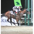 Carrera: P.Loto Turf | Caballo: Royal Protector