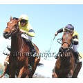 Carrera: P.Puerta de Toledo | Caballo: Peñalen | Monta: J.Crocquevieille