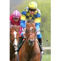 Carrera: P.Habitancum | Caballo: Silverside | Monta: J.Grosjean