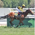 Carrera: P.Quintuple Plus | Caballo: Shumookh