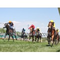 Carrera: P.Quintuple Plus | Caballo: Shumookh