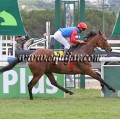 Carrera: P.Loto Turf | Caballo: Carmanor (GB) | Monta: J.Crocquevieille