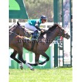 Carrera: P.Loto Turf | Caballo: Suntuoso | Monta: M.Secci