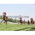 Carrera: P.Cruzcampo | Caballo: Beroa | Monta: M.Borrego